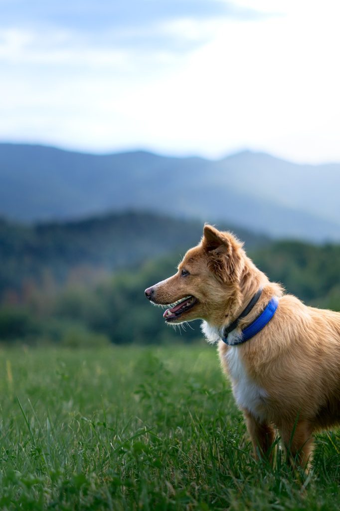 dog, mountain, forest-7395306.jpg